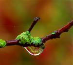 Plant, moss and water droplet 